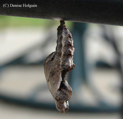 Big Bertha's Adventures