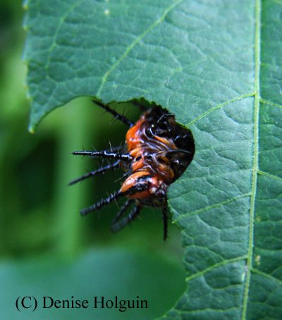 Big Bertha's Adventures