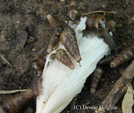 Big Bertha's Adventures