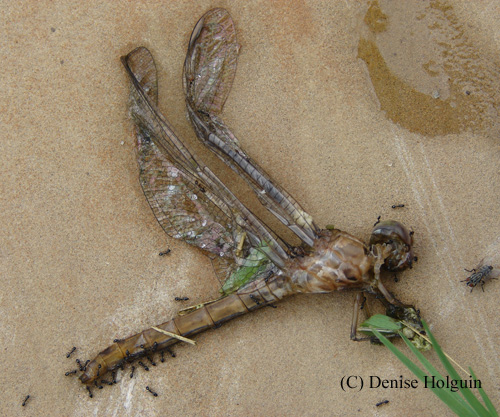 Big Bertha's Adventures