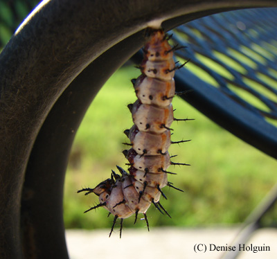 Big Bertha's Adventures