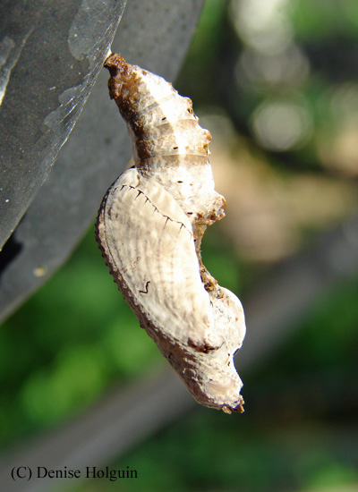 Big Bertha's Adventures