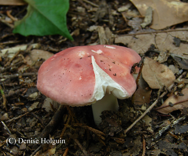 Big Bertha's Adventures