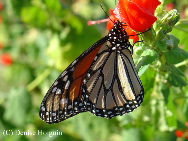 Big Bertha's Adventures