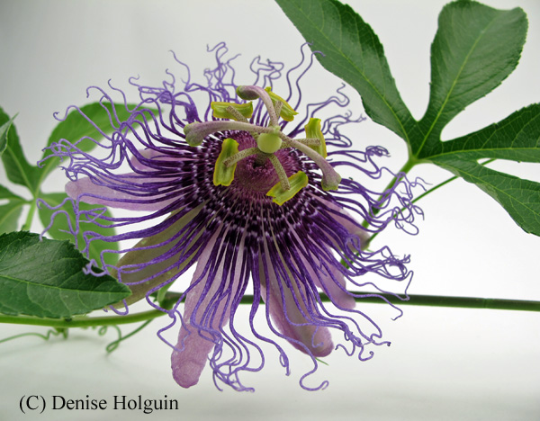 Big Bertha's Adventures