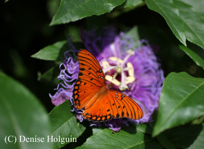 Big Bertha's Adventures