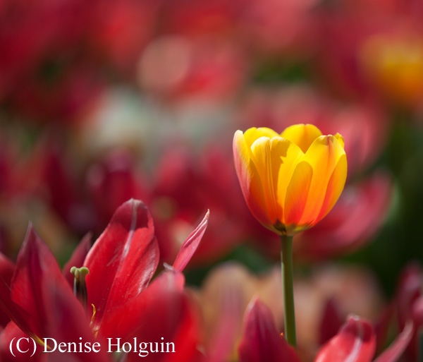 Big Bertha's Adventures