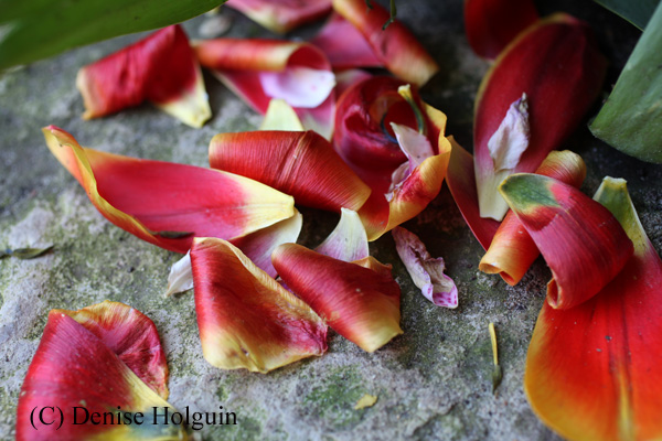 Big Bertha's Adventures