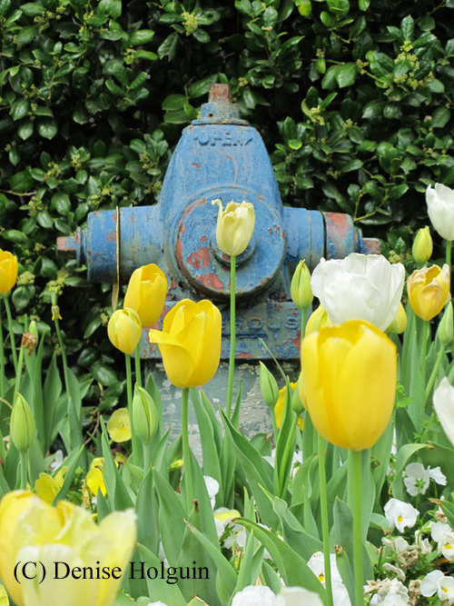 Big Bertha's Adventures