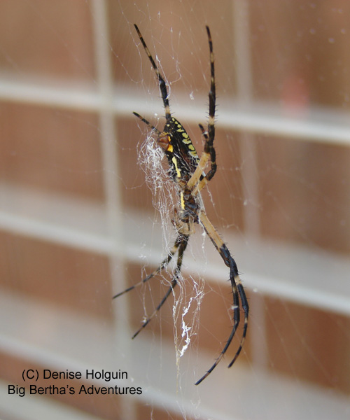 The Summer of 2007—the Season of the Spider! Big Bertha's Adventures