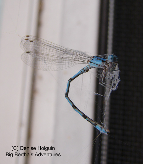 The Summer of 2007—the Season of the Spider! Big Bertha's Adventures