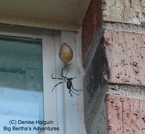 Big Bertha's Adventures