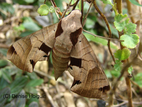 Big Bertha's Adventures