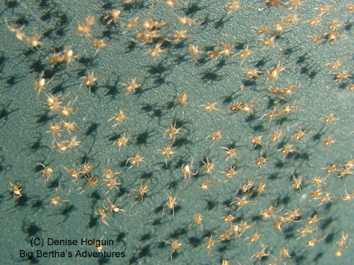 Big Bertha's Adventures