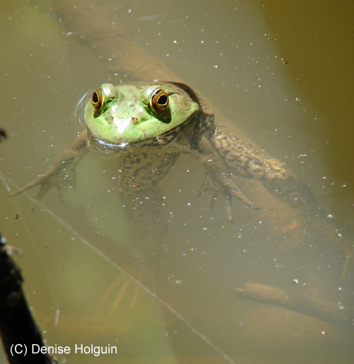 Big Bertha's Adventures