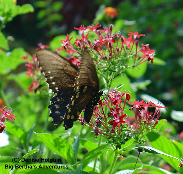 Big Bertha's Adventures