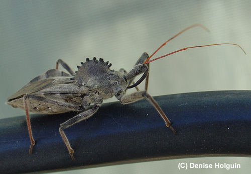 Big Bertha's Adventures