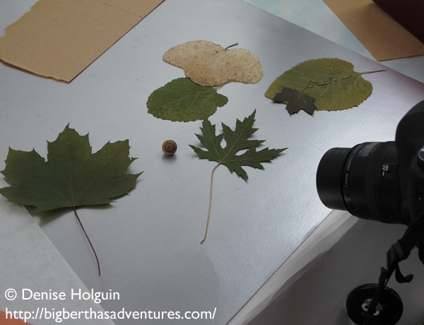 Big Bertha's Adventures