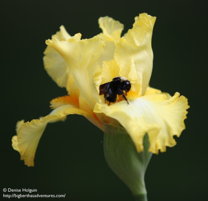 Big Bertha's Adventures