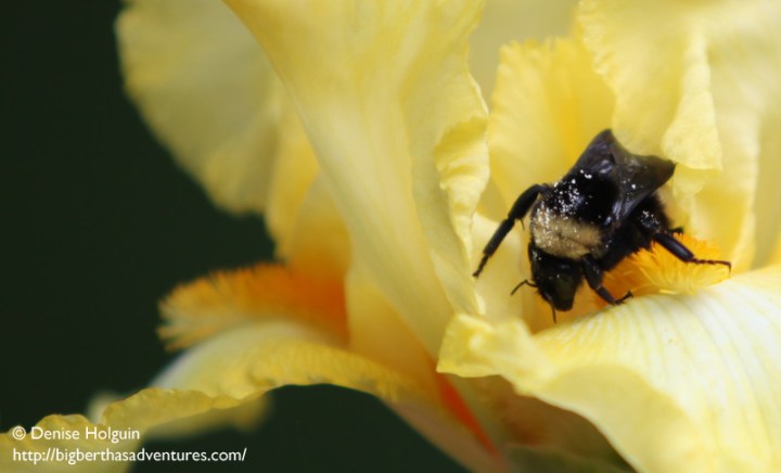 Big Bertha's Adventures