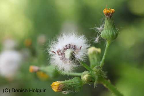 Big Bertha's Adventures