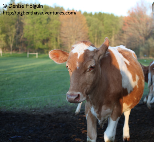 Big Bertha's Adventures