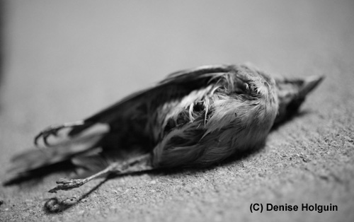 Big Bertha's Adventures