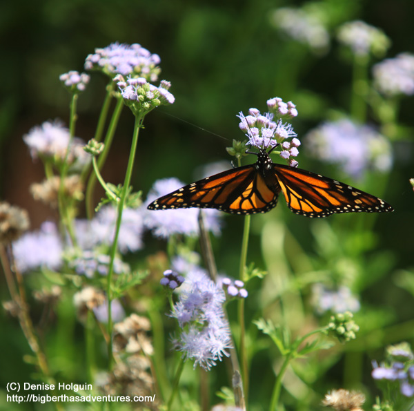 Big Bertha's Adventures