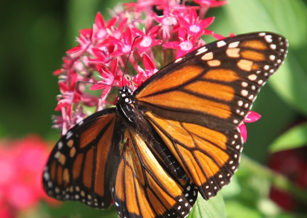 Big Bertha's Adventures