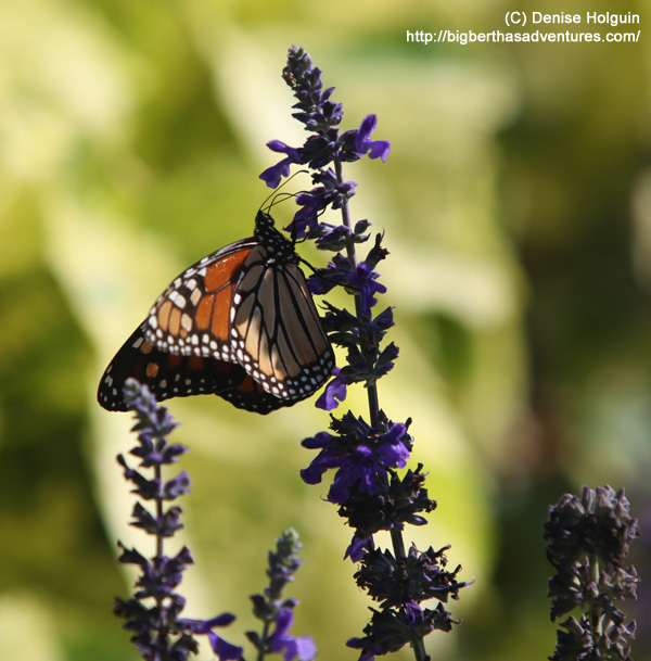 Big Bertha's Adventures