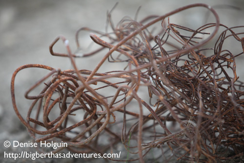 Big Bertha's Adventures