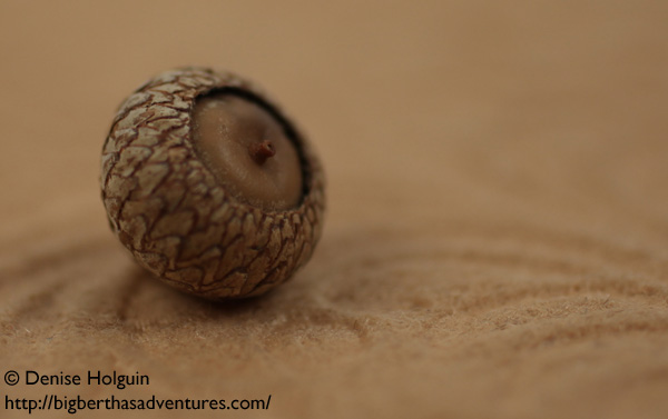 Big Bertha's Adventures