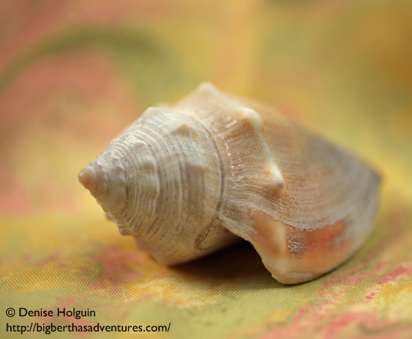 Big Bertha's Adventures