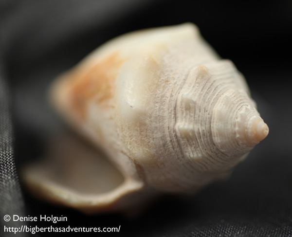 Big Bertha's Adventures