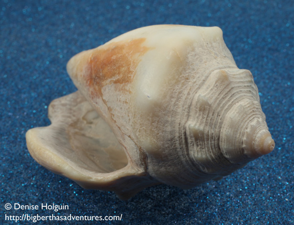 Big Bertha's Adventures