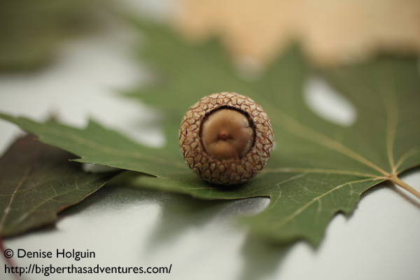 Big Bertha's Adventures