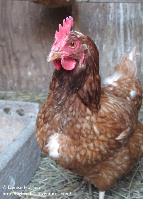 Big Bertha's Adventures