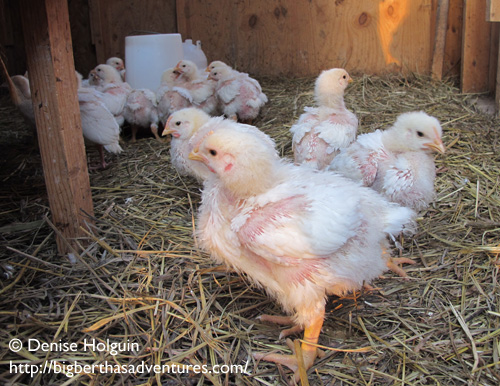 Big Bertha's Adventures