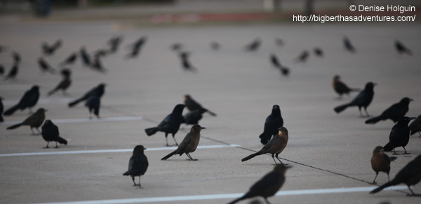 Big Bertha's Adventures