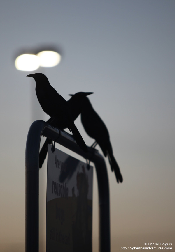 Big Bertha's Adventures