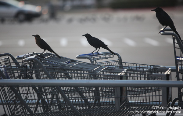 Big Bertha's Adventures