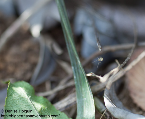 Big Bertha's Adventures