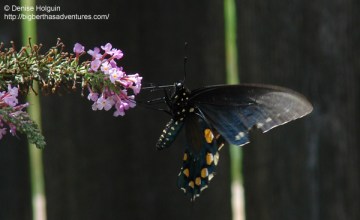 Big Bertha's Adventures