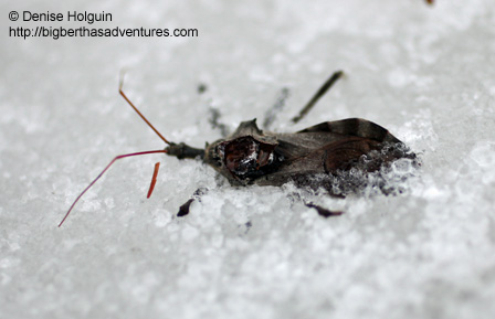 Big Bertha's Adventures