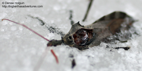 Big Bertha's Adventures