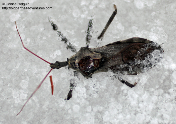 Big Bertha's Adventures