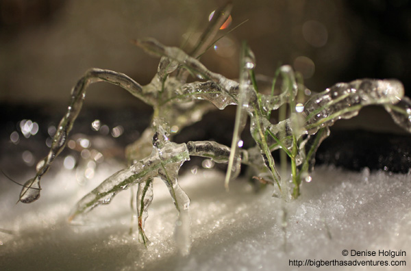 Big Bertha's Adventures