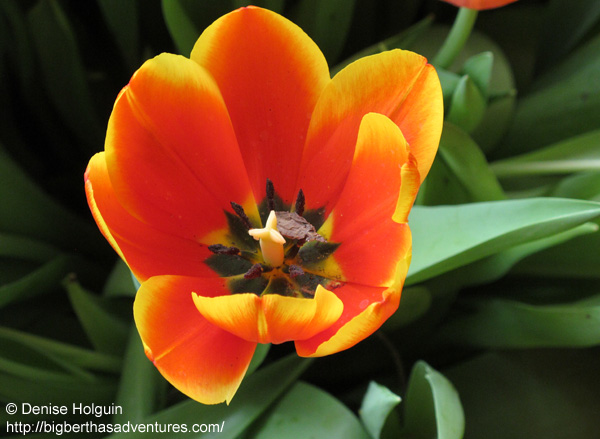 Big Bertha's Adventures