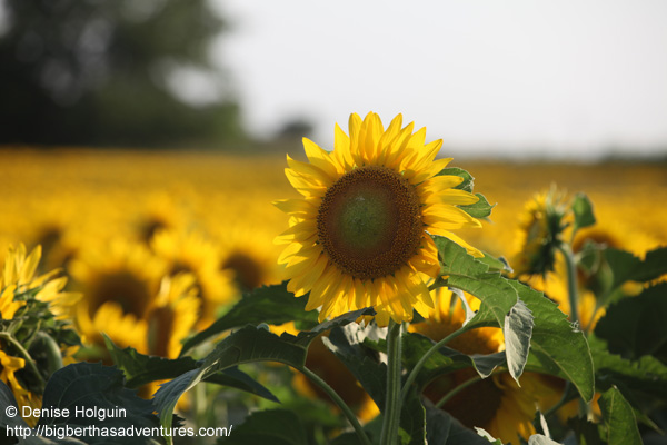 Big Bertha's Adventures