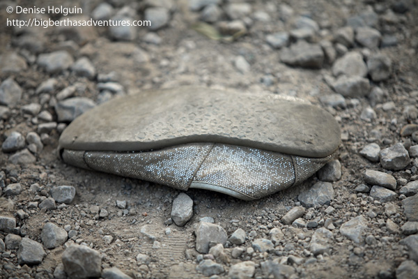 Big Bertha's Adventures